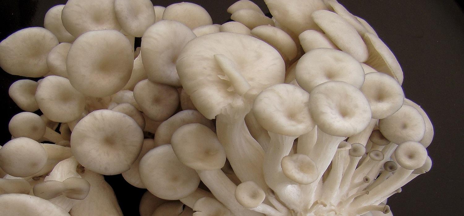 Jak przyrządzić i jeść grzyby shimeji? porady
